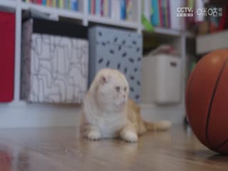 CBA常規(guī)賽第8輪 北京北汽VS深圳馬可波羅 20231110（寇逸豪、周鵬）